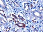 FBXW2 Antibody in Immunohistochemistry (Paraffin) (IHC (P))