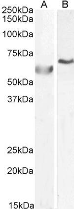 POLL Antibody in Western Blot (WB)