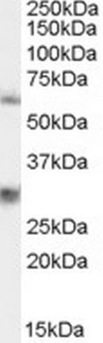 VAM1 Antibody in Western Blot (WB)