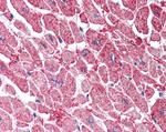 KPNA3 Antibody in Immunohistochemistry (Paraffin) (IHC (P))