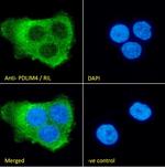 PDLIM4 Antibody in Immunocytochemistry (ICC/IF)