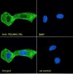 PDLIM4 Antibody in Immunocytochemistry (ICC/IF)