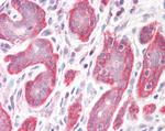 PDLIM4 Antibody in Immunohistochemistry (Paraffin) (IHC (P))