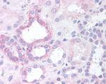 NOXO1 Antibody in Immunohistochemistry (Paraffin) (IHC (P))