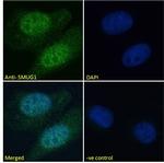 SMUG1 Antibody in Immunocytochemistry (ICC/IF)