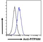 PITPNM1 Antibody in Flow Cytometry (Flow)