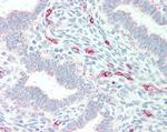 MPG Antibody in Immunohistochemistry (Paraffin) (IHC (P))