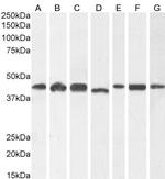 ACTR1A Polyclonal Antibody