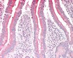 RGS18 Antibody in Immunohistochemistry (Paraffin) (IHC (P))