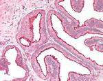 RGS18 Antibody in Immunohistochemistry (Paraffin) (IHC (P))