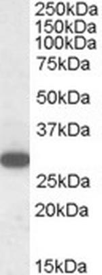 RGS18 Antibody in Western Blot (WB)