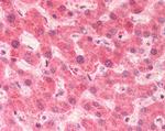 Pirin Antibody in Immunohistochemistry (Paraffin) (IHC (P))