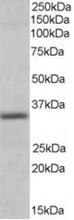 Pirin Antibody in Western Blot (WB)