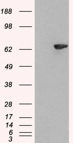 LNK Antibody in Western Blot (WB)