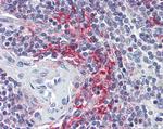 VAV3 Antibody in Immunohistochemistry (Paraffin) (IHC (P))