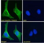 TXNDC5 Antibody in Immunocytochemistry (ICC/IF)