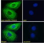 TXNDC5 Antibody in Immunocytochemistry (ICC/IF)