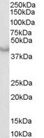 Caspase 4 Antibody in Western Blot (WB)