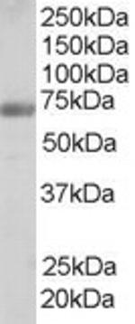 FNBP1 Antibody in Western Blot (WB)