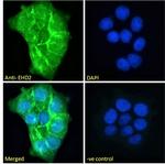 EHD2 Antibody in Immunocytochemistry (ICC/IF)