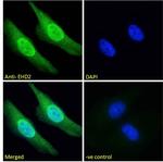 EHD2 Polyclonal Antibody
