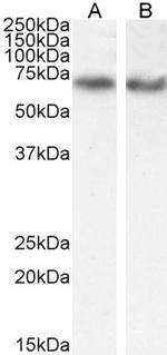EHD2 Antibody in Western Blot (WB)