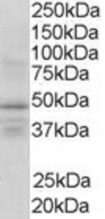 RXRG Polyclonal Antibody