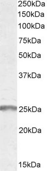 SYNGR2 Polyclonal Antibody