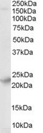 SYNGR4 Polyclonal Antibody