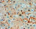 TPI1 Antibody in Immunohistochemistry (Paraffin) (IHC (P))