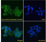 AKAP9 Polyclonal Antibody