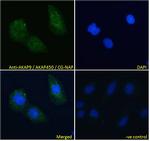 AKAP9 Antibody in Immunocytochemistry (ICC/IF)