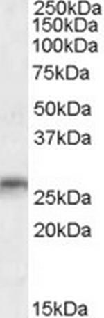 MOG Polyclonal Antibody