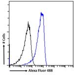 Neuroserpin Antibody in Flow Cytometry (Flow)