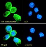 FCGR2B Antibody in Immunocytochemistry (ICC/IF)