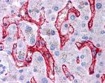 FCGR2B Antibody in Immunohistochemistry (Paraffin) (IHC (P))