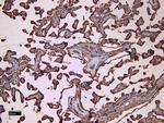 FCGR2B Antibody in Immunohistochemistry (Paraffin) (IHC (P))