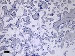 FCGR2B Antibody in Immunohistochemistry (Paraffin) (IHC (P))