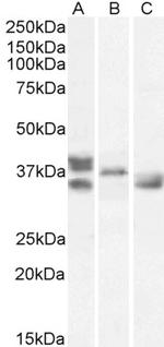 Renalase Polyclonal Antibody