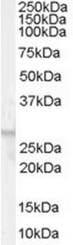 GPR40 Polyclonal Antibody