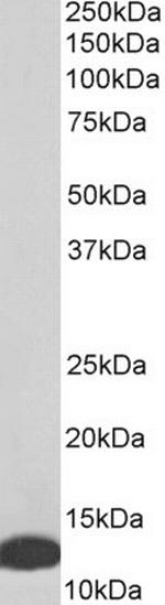 MIF Antibody in Western Blot (WB)