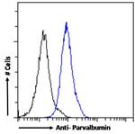 Parvalbumin Antibody in Flow Cytometry (Flow)