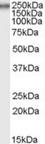 COL7A1 Polyclonal Antibody