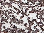 GDF15 Antibody in Immunohistochemistry (Paraffin) (IHC (P))