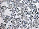 GDF15 Antibody in Immunohistochemistry (Paraffin) (IHC (P))