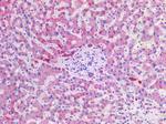 SCD Antibody in Immunohistochemistry (Paraffin) (IHC (P))