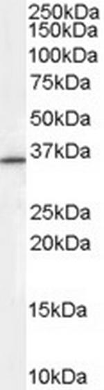 RNF115 Polyclonal Antibody