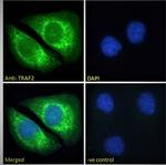 TRAF2 Polyclonal Antibody