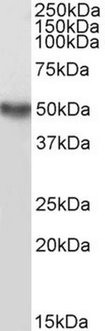 TRAF2 Antibody in Western Blot (WB)