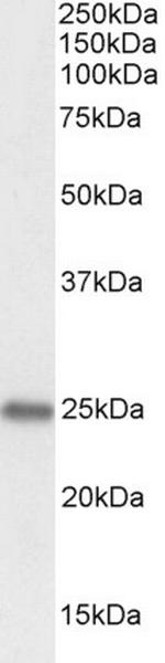 PGRMC1 Antibody in Western Blot (WB)